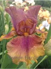 Iris Harvest Maiden